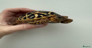 Tortoise reptiles Beautiful baby Indian star tortoises for sale  - Advert 5
