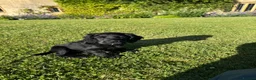 Cocker Spaniel dogs for sale: Two Black Working Cocker boys - 9 weeks in Dorchester - Advert 10