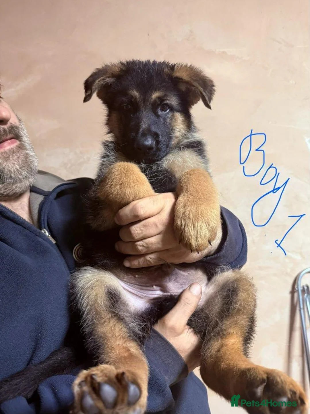 German Shepherd dogs for sale: GERMAN SHEPHERD PUPPIES in Bishop Auckland - Advert 2