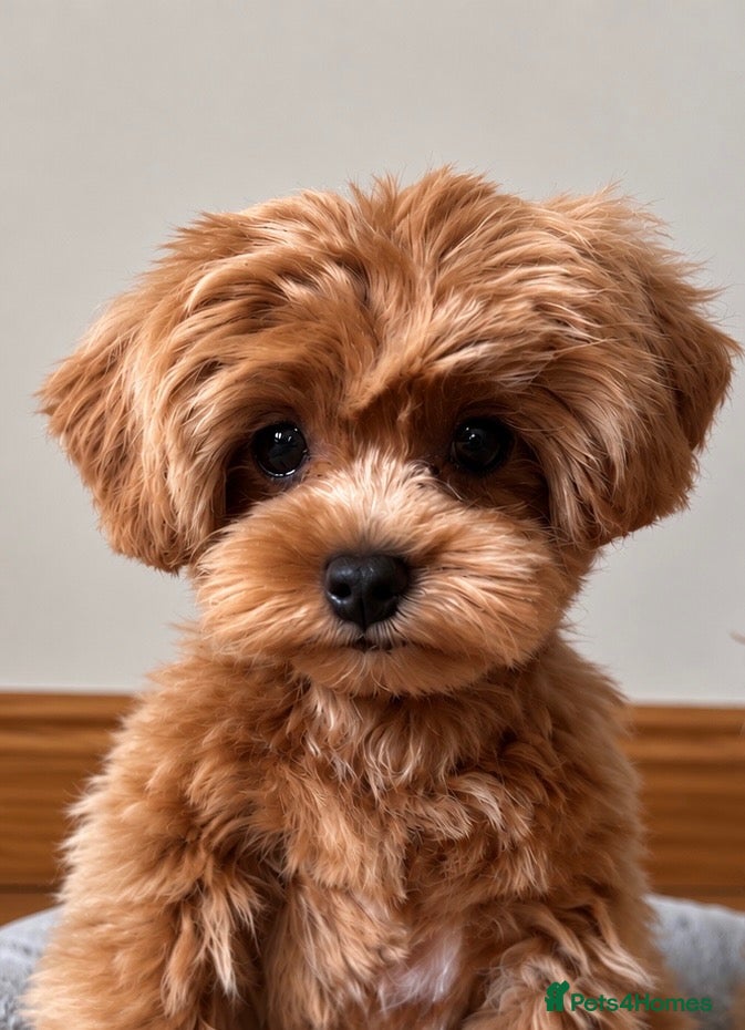 Maltipoo dogs Asian/Korean Maltipoo. DNA tested parents. - Advert 1