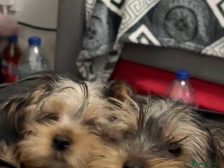 Yorkshire Terrier dogs for sale - Advert 1