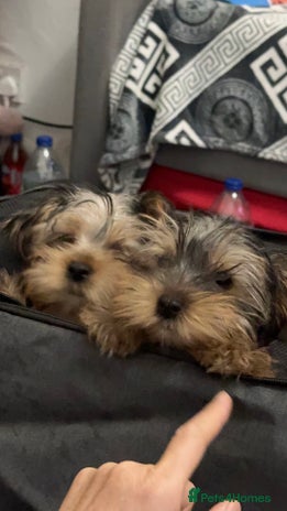 Yorkshire Terrier dogs - Advert 1