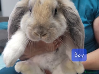 French Lop rabbits - Advert 29