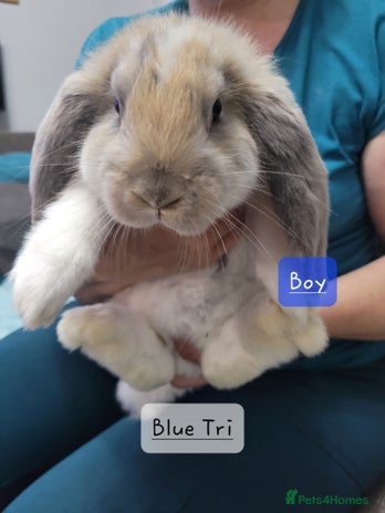 French Lop rabbits - Advert 1