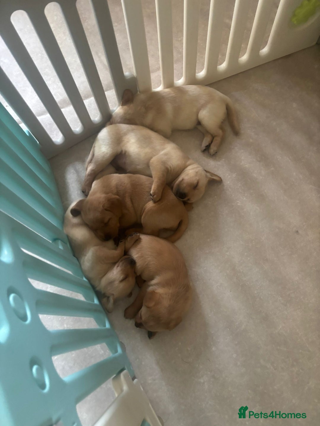 Labrador Retriever dogs for sale: Home bred working Labrador puppies - Image 24