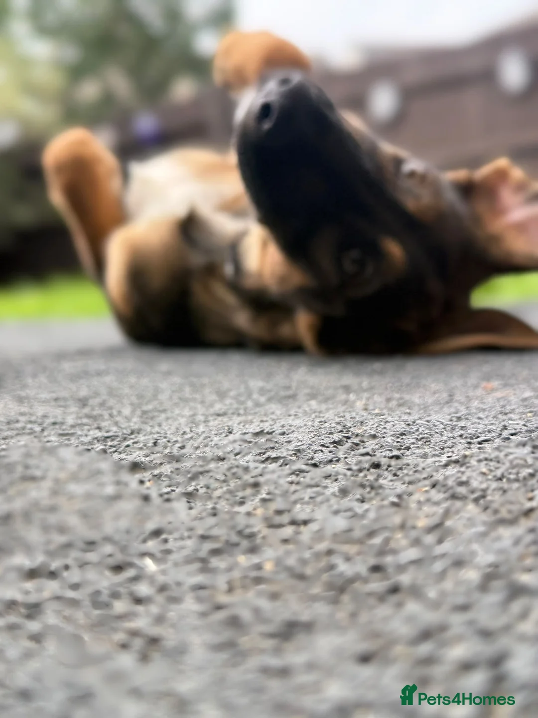 Mixed Breed dogs for adoption: Elodie 🩷 in Milton Keynes - Advert 2
