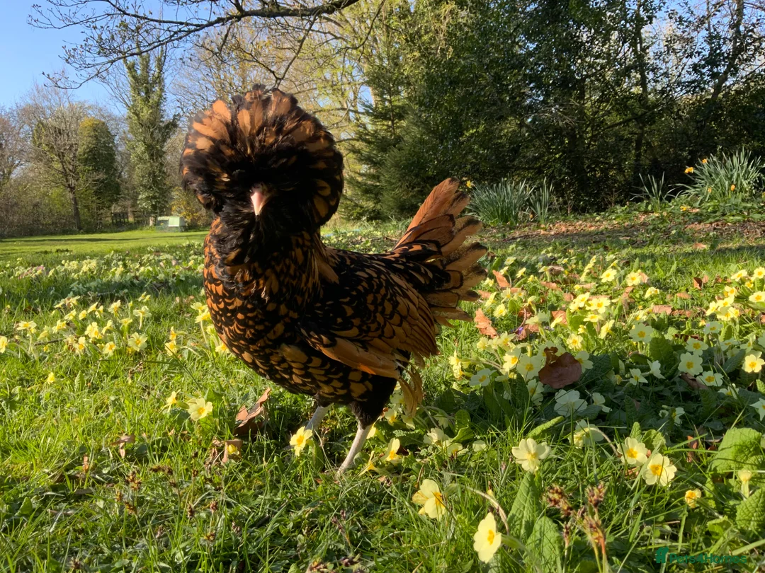 Chickens poultry for sale: Polish, Silkie & Pekin Bantam Hens  - Advert 7