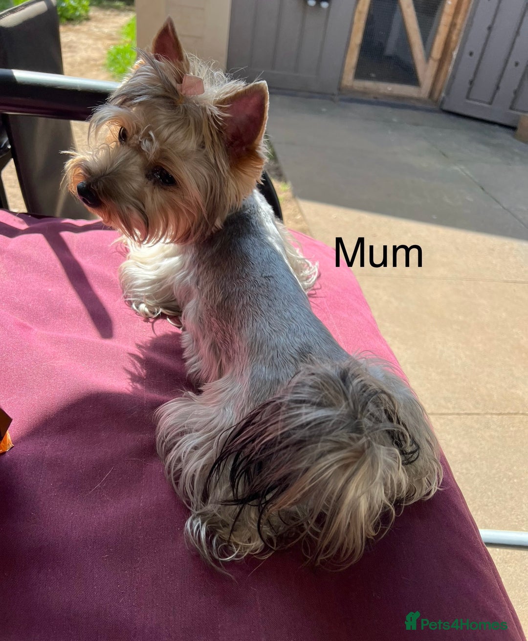 Yorkshire Terrier dogs for sale: Adorable yorkie puppies  - Image 9