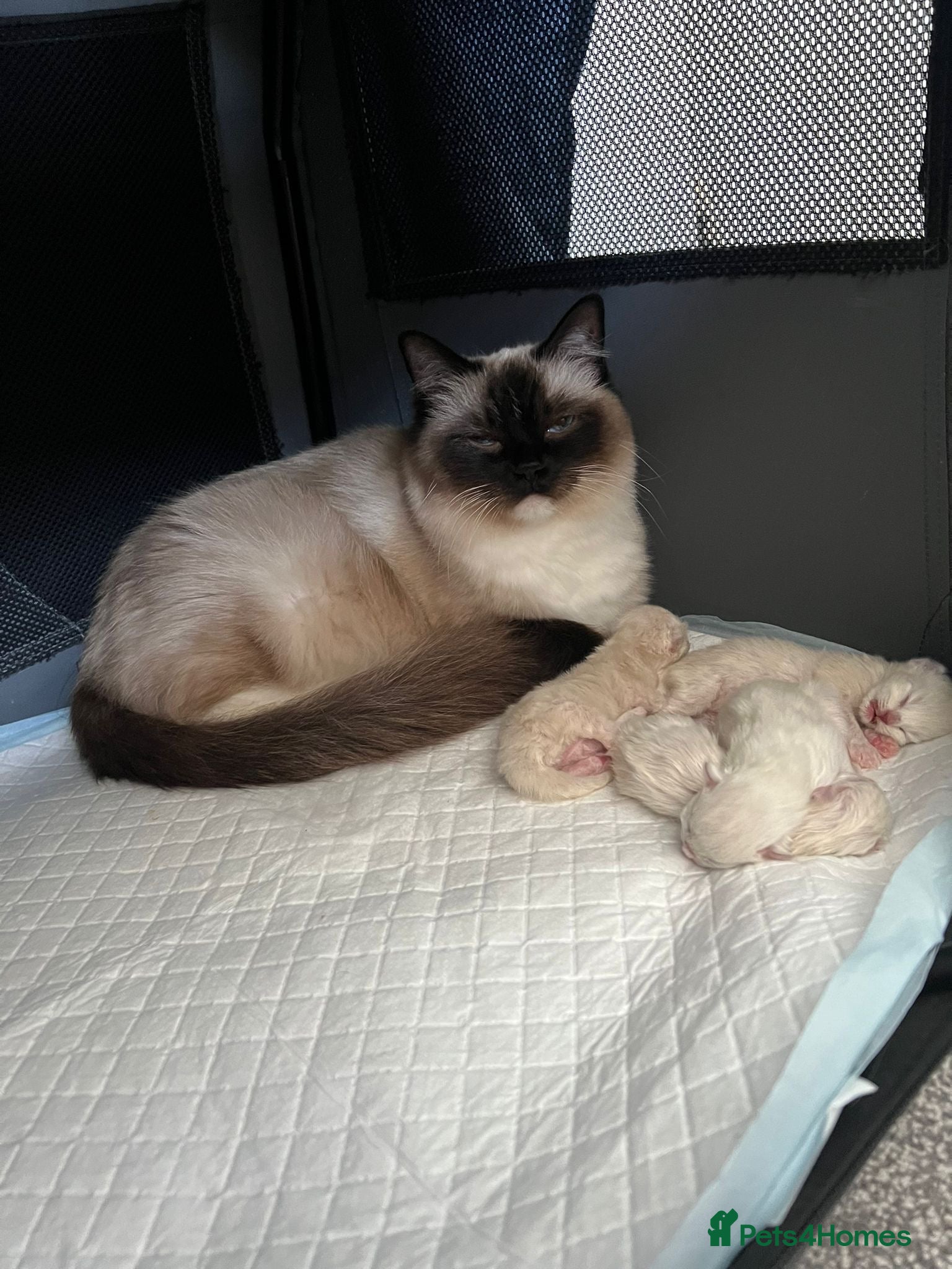 Ragdoll cats 4 DAY OLD BEAUTIFUL RARE TICA RAGDOLL KITTENS ❤️  - Advert 1