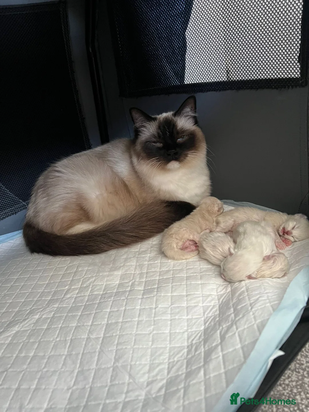 Ragdoll cats for sale: 4 DAY OLD BEAUTIFUL RARE TICA RAGDOLL KITTENS ❤️  - Advert 1