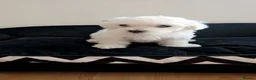 Maltese dogs for sale: Beautiful pure Maltese puppies  - Advert 12