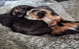 Mixed Breed cats for sale: 4 fluffy kittens for sale - Image 7