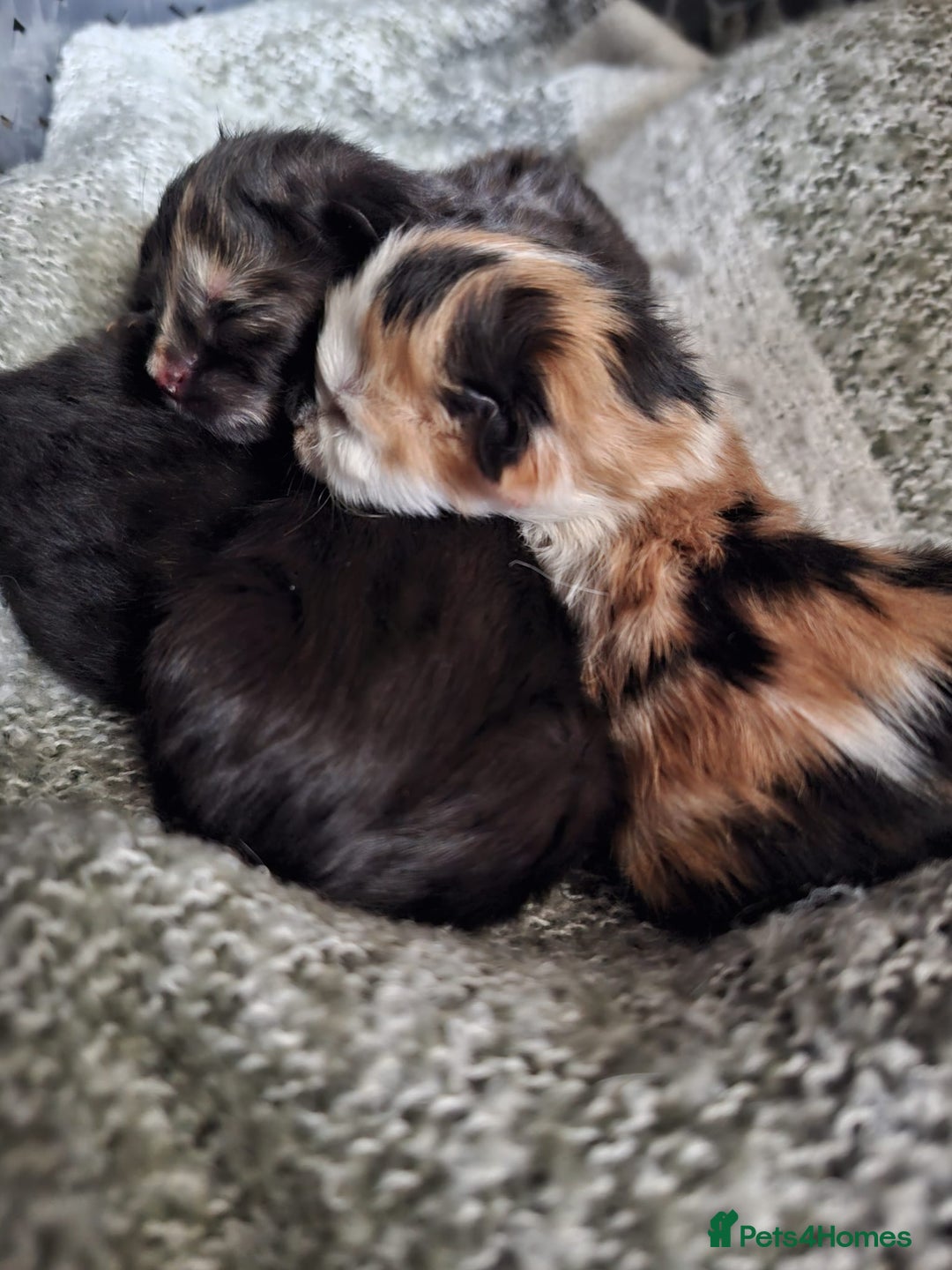 Mixed Breed cats for sale: 4 fluffy kittens for sale - Image 7