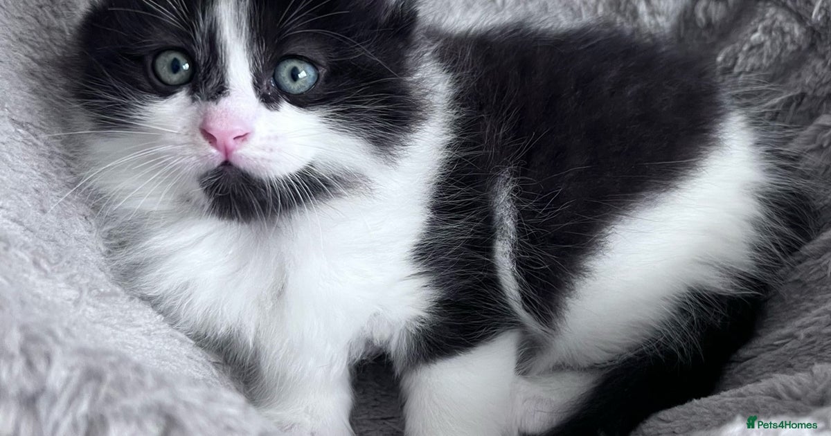 Mixed Breed black and white boy - Beautiful half Ragdoll kittens for ...