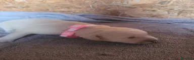 Pink collar Puppy 5