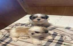 Shih Tzu dogs for sale: 2 beautiful Shih Tzu puppies for sale  - Image 3