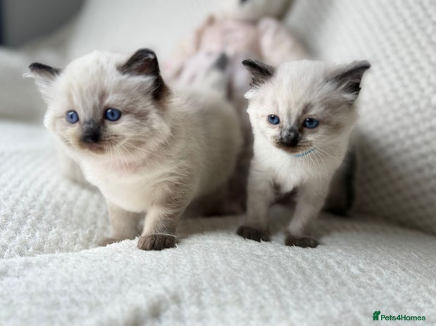 Ragdoll cats - Advert 9