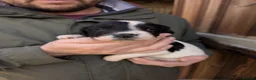English Springer Spaniel dogs for sale: FTAW Springer Spaniel Puppies - Advert 6