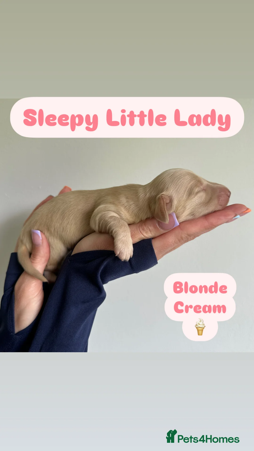 Miniature Dachshund dogs for stud: PALE CREAM long haired mini dachshund  in Saint Helens - Advert 7