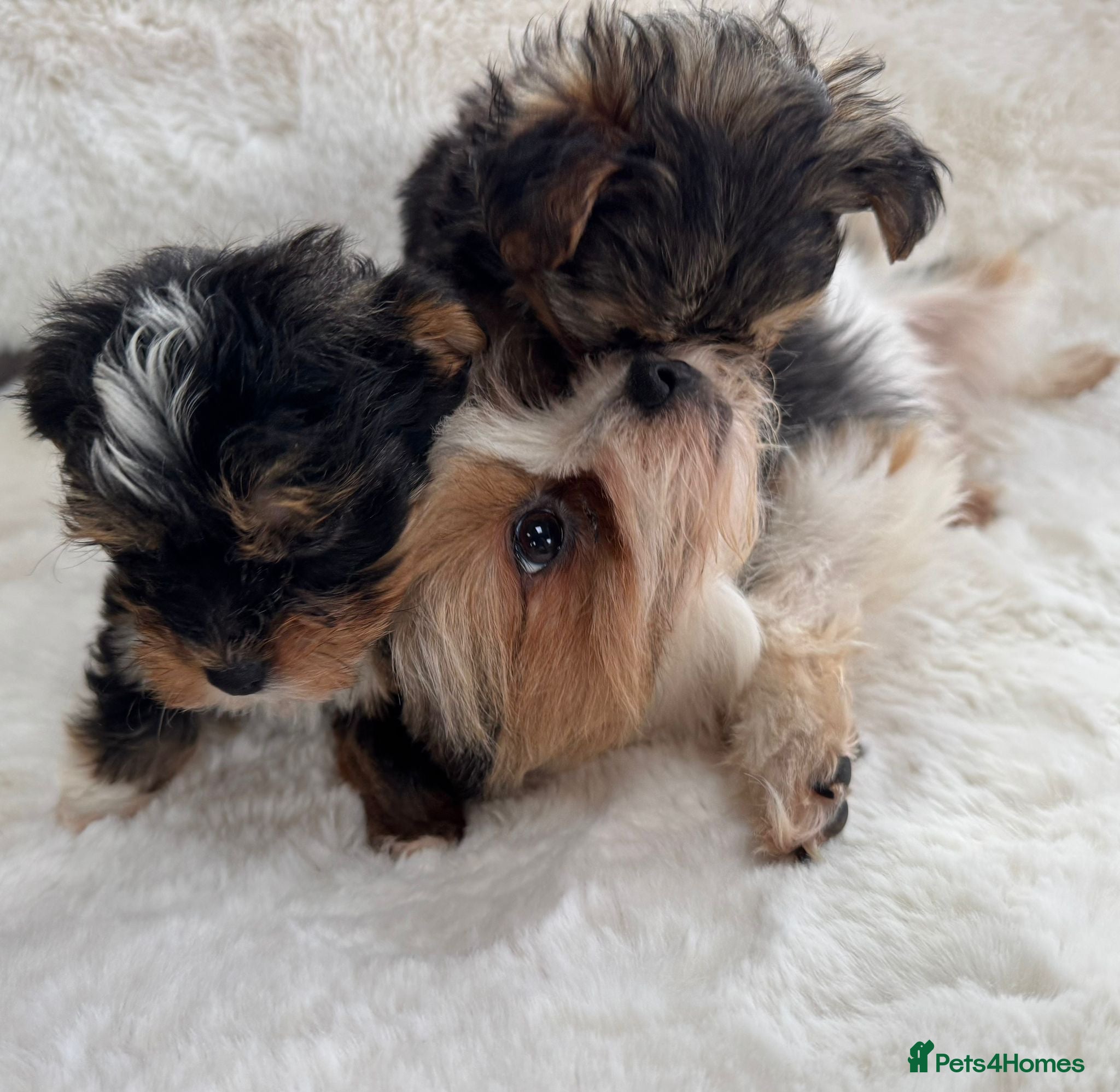 Biewer Terrier dogs 2 x biewer girls  - Advert 15