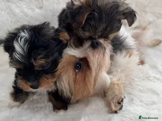 Biewer Terrier dogs 2 x biewer girls - Advert 15