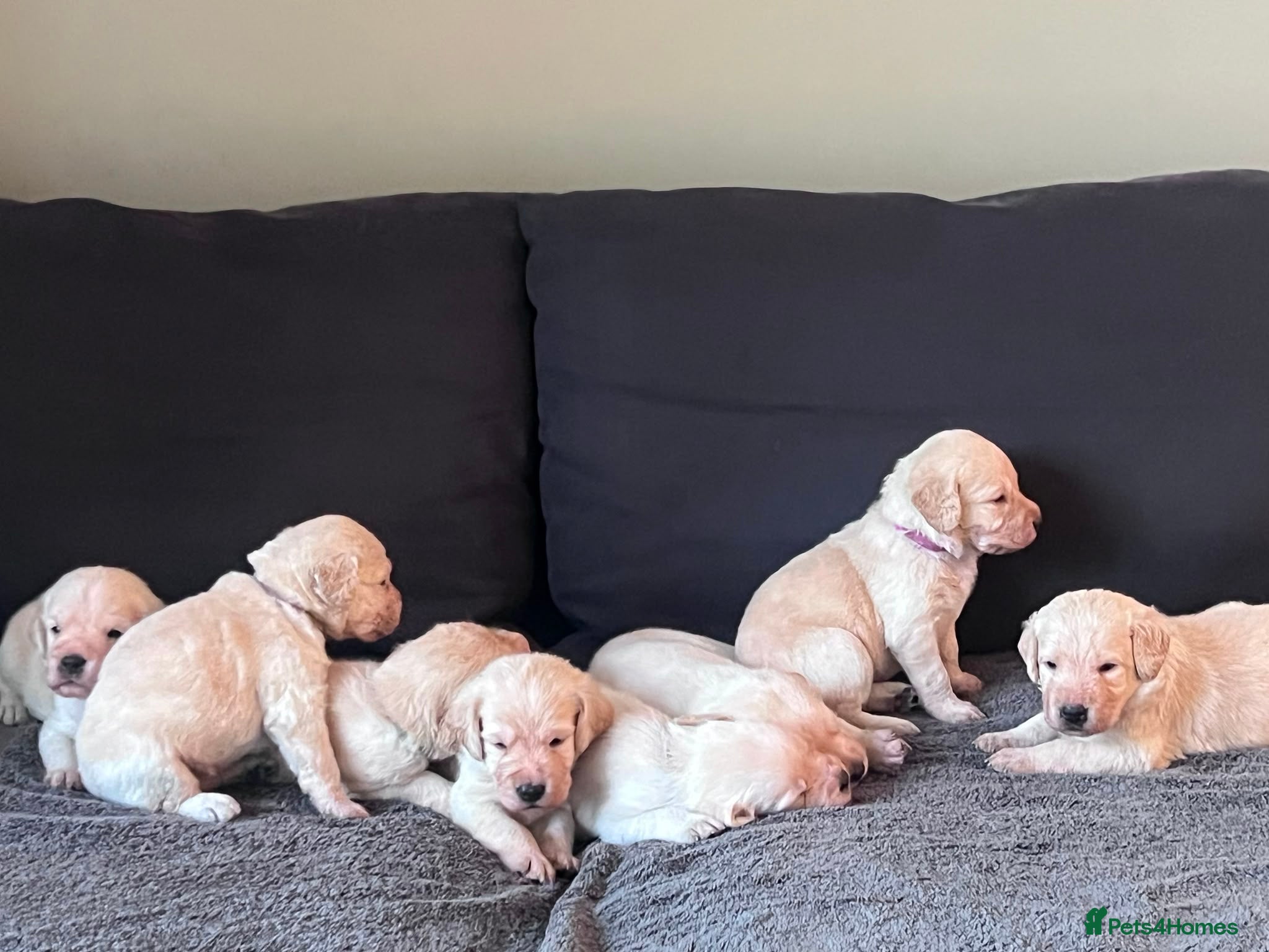 Labradoodle dogs Happy and healthy Labradoodle puppies! - Advert 1