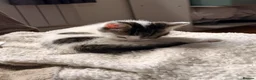 Mixed Breed cats for sale: One boy kitten for sale  - Advert 3