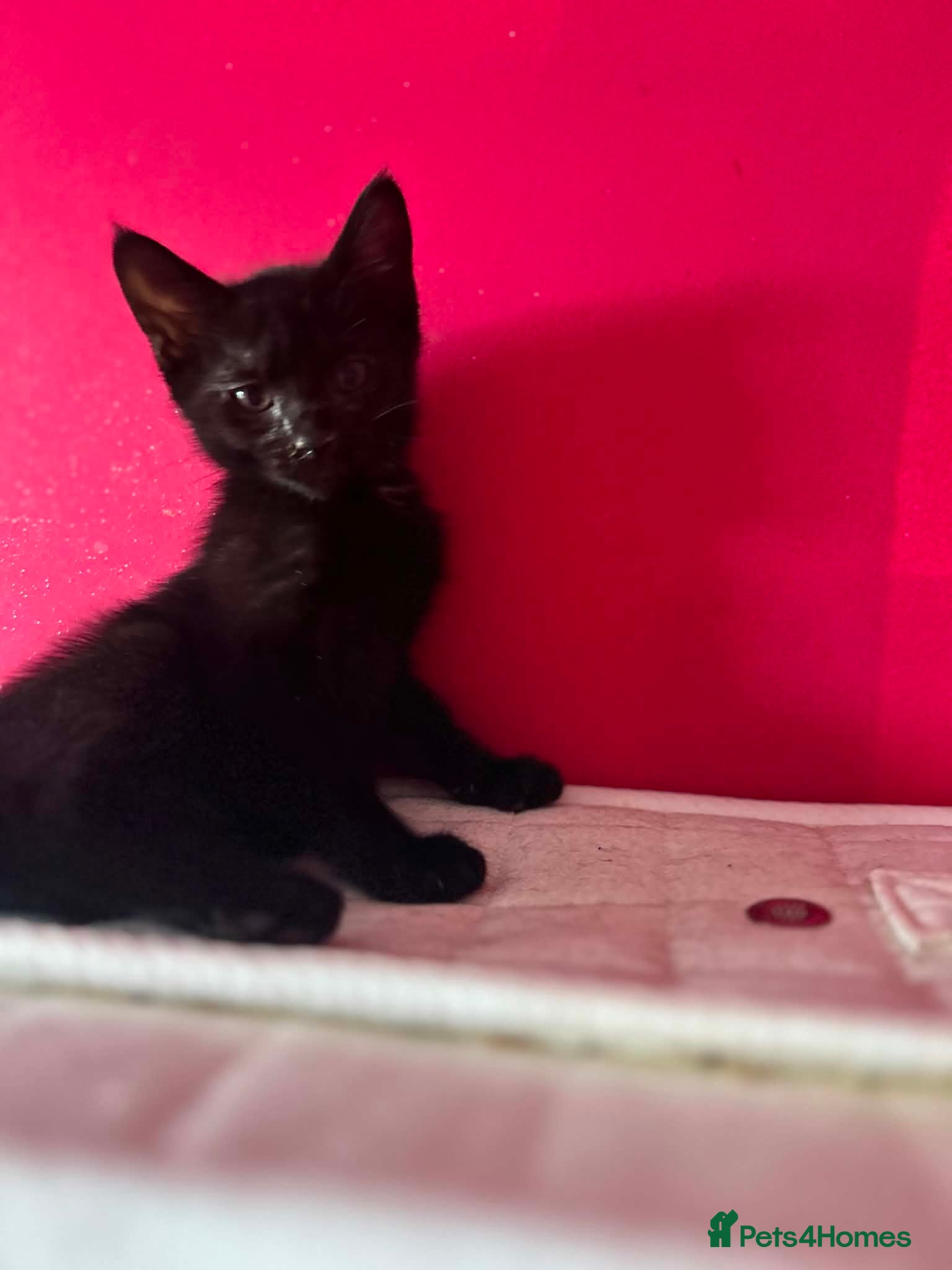 Maine Coon cats for sale: Maine coon x Burmese  - Advert 7