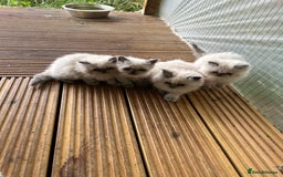 Persian cats for sale: 5 stunning Himalayan kittens  - Image 2
