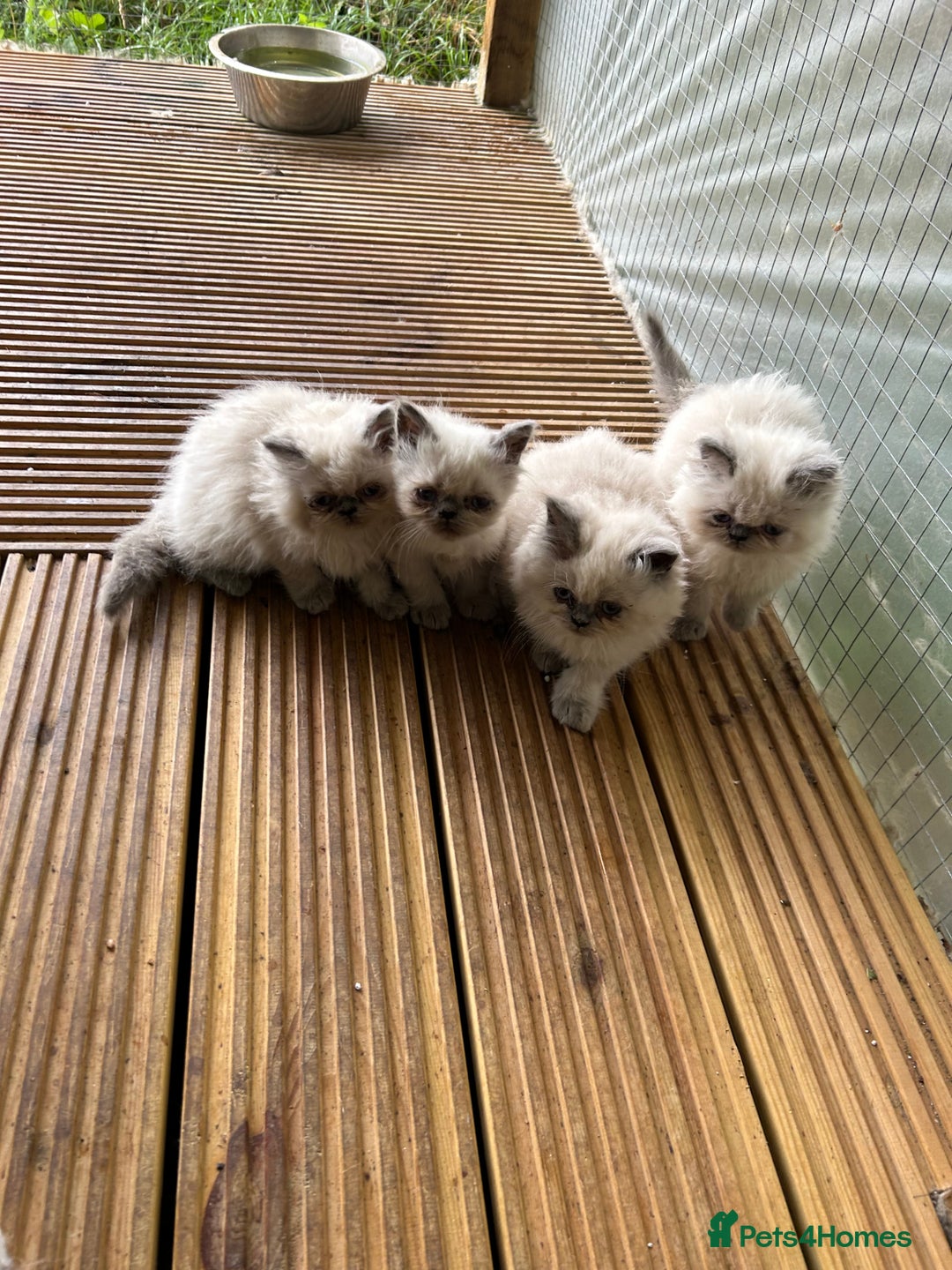Persian cats for sale: 5 stunning Himalayan kittens  - Image 2