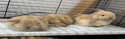 Mini Lop rabbits for sale: Beautiful baby mini lops - Advert 11