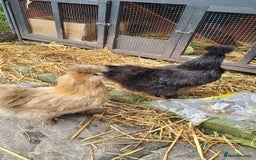 Chickens poultry for sale: Silkie chickens for sale - Image 6