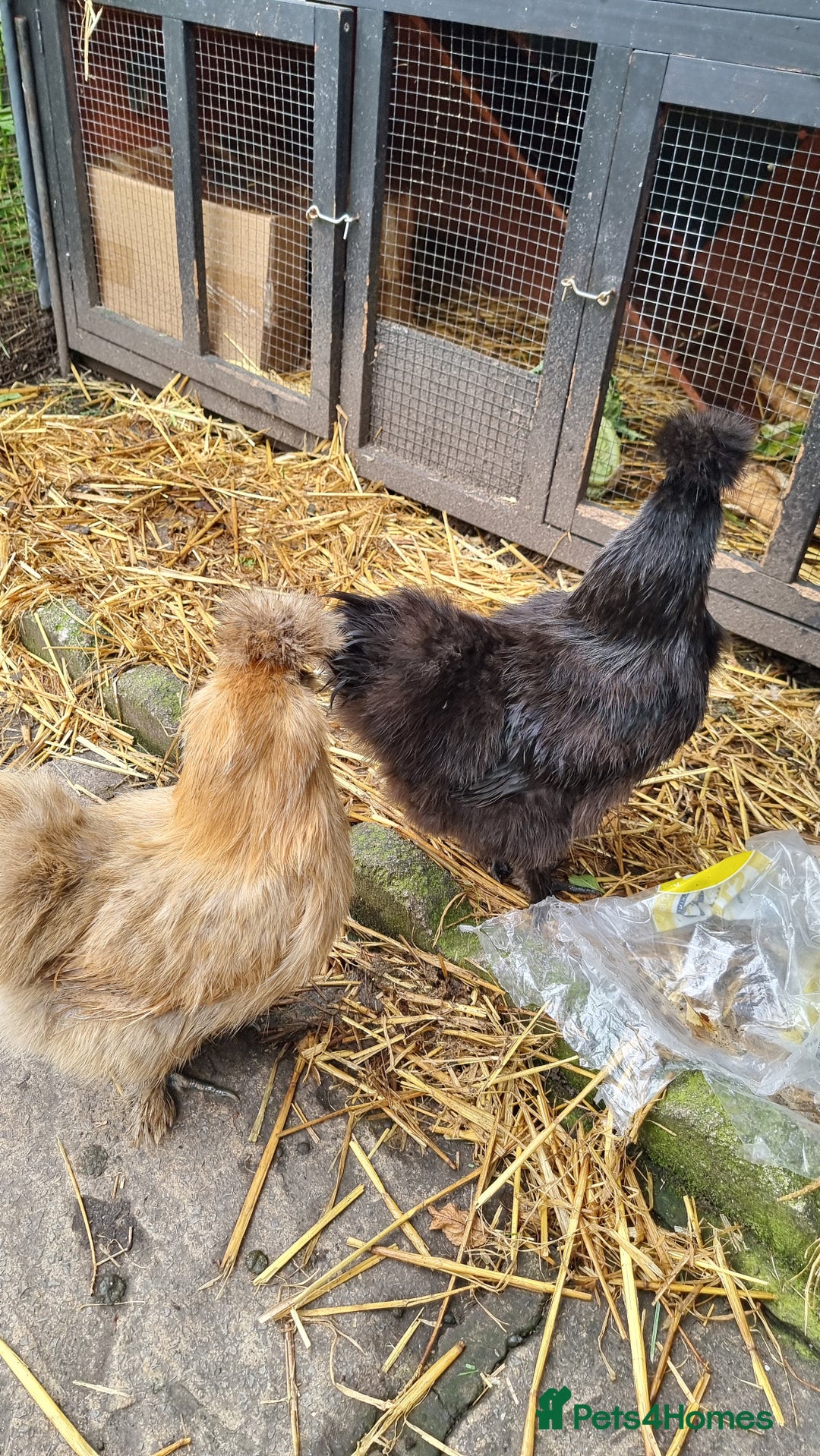 Chickens poultry for sale: Silkie chickens for sale - Image 6