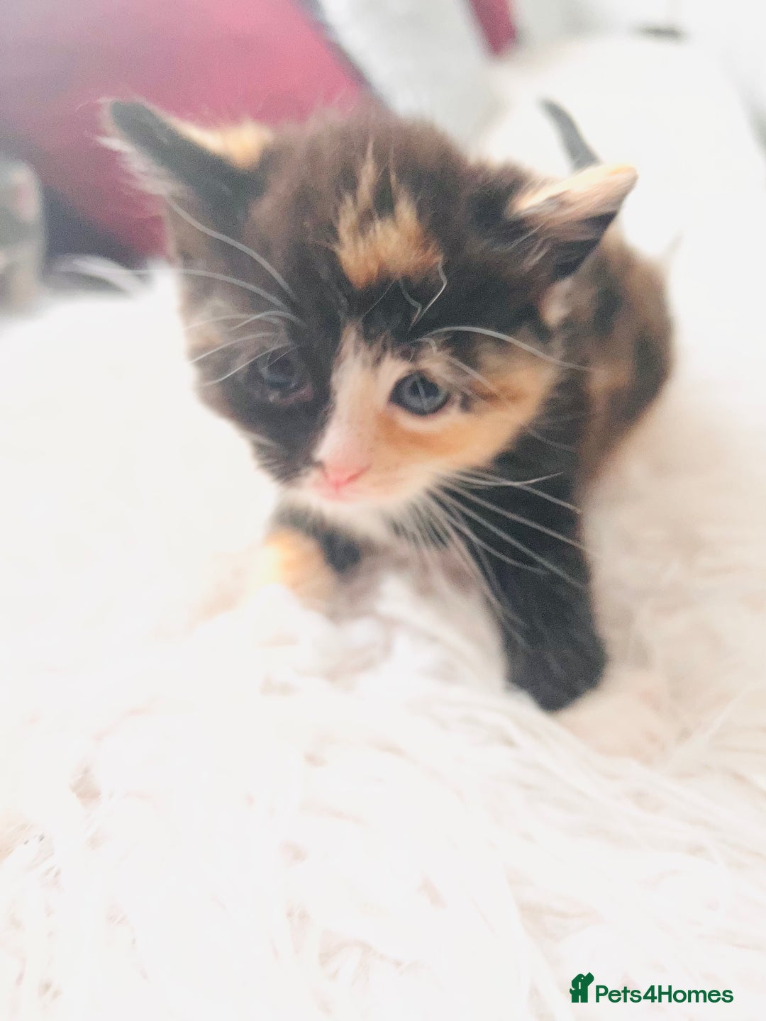 Mixed Breed cats for sale: Calico British Kittens – Home Raised – £350 Each - Advert 10