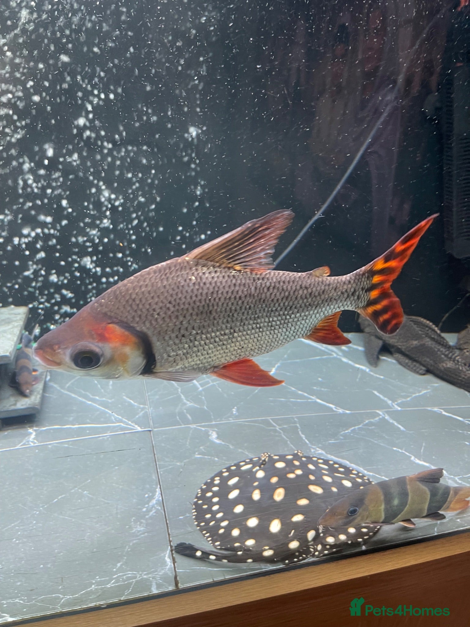 Other/Mixed Breed fish Flagtail 10 inch Prochilodus Semaprochilodus - Advert 16