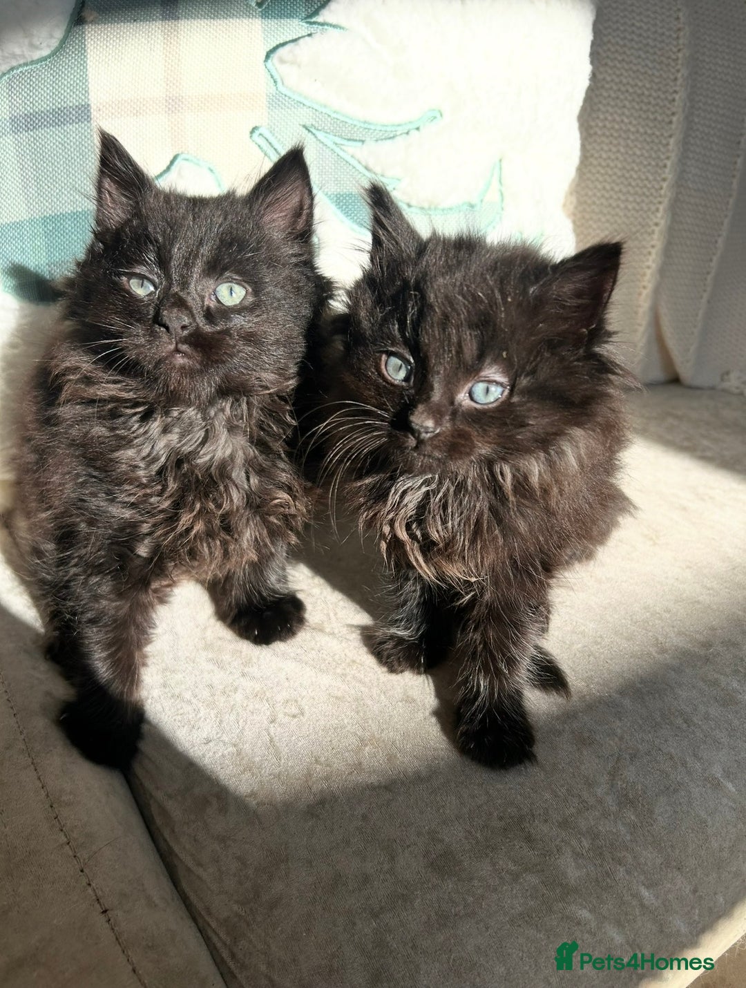 Mixed Breed cats for sale: Black Smoke Ragdoll X Maine Coon Kittens - Advert 5