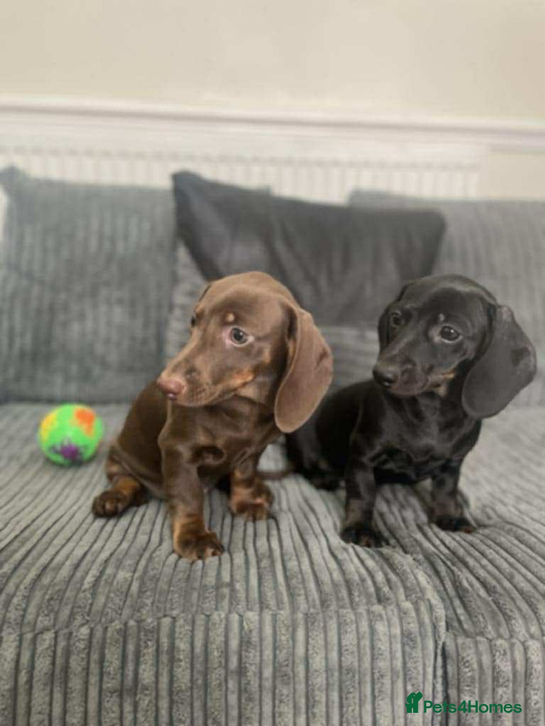 Miniature Dachshund dogs for sale: Stunning miniature dachshund  - Advert 9
