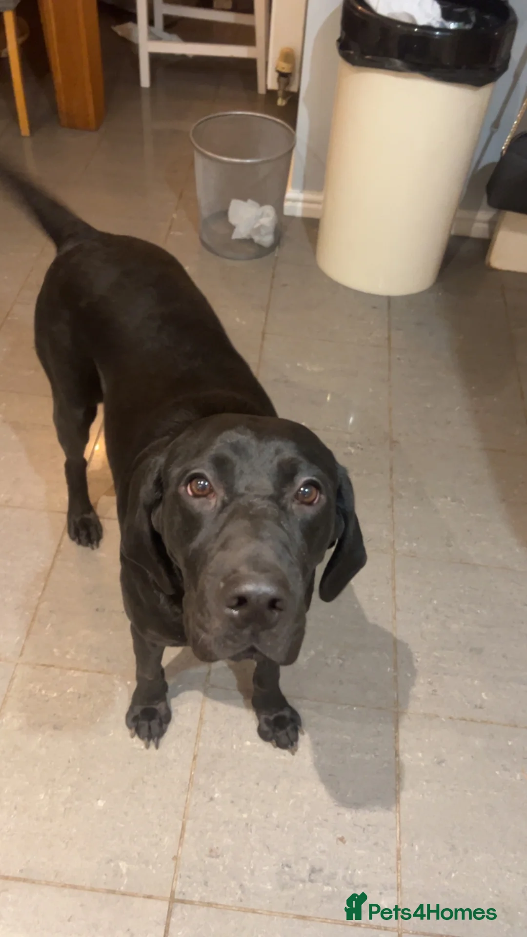 Mixed Breed dogs for sale: 🐾 2-Year-Old Black Lab × Hun Vizsla Home Wanted in Ripon - Advert 3