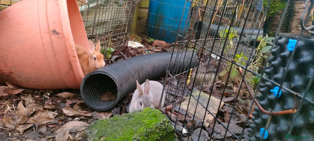 Rex rabbits for sale: Purebred, cute, friendly mini rex babies- m and f - Advert 2