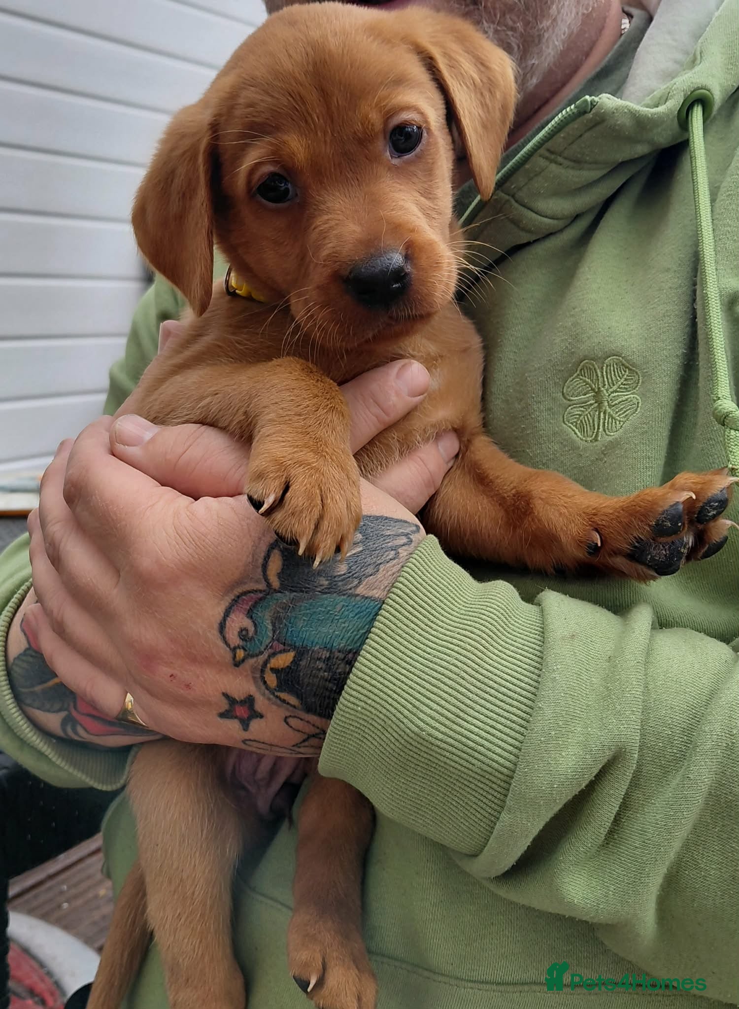Labrador Retriever dogs  labrador puppies for sale - Advert 1