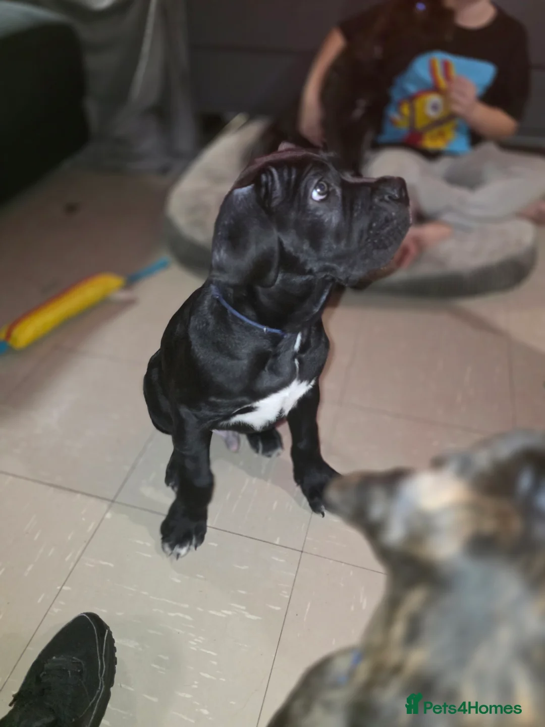 Cane Corso dogs for sale: Gorgeous cane corso puppies  - Advert 2