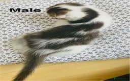 Scottish Fold cats for sale: Adorable 8 weeks old Scottish fold kittens! - Image 4