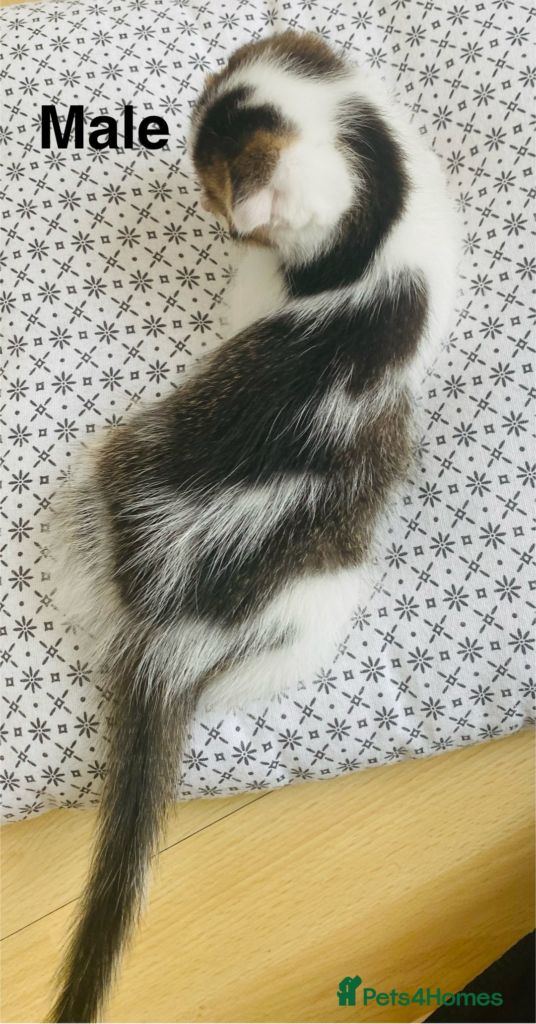 Scottish Fold cats for sale: Adorable 8 weeks old Scottish fold kittens! - Image 4