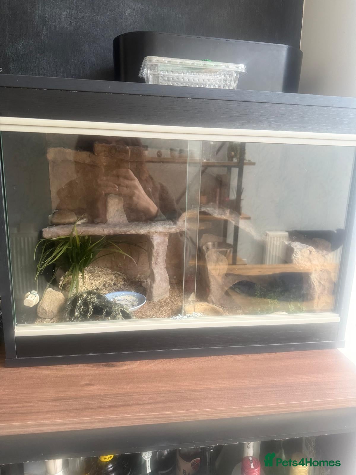 Leopard Gecko reptiles Snow Leopard Gecko with full set up / vivarium - Advert 2