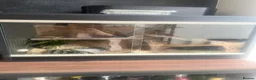 Leopard Gecko reptiles for sale: Snow Leopard Gecko with full set up / vivarium - Advert 2