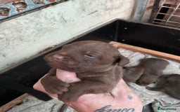 Patterdale Terrier dogs for sale: Patterdale terriers - Image 10