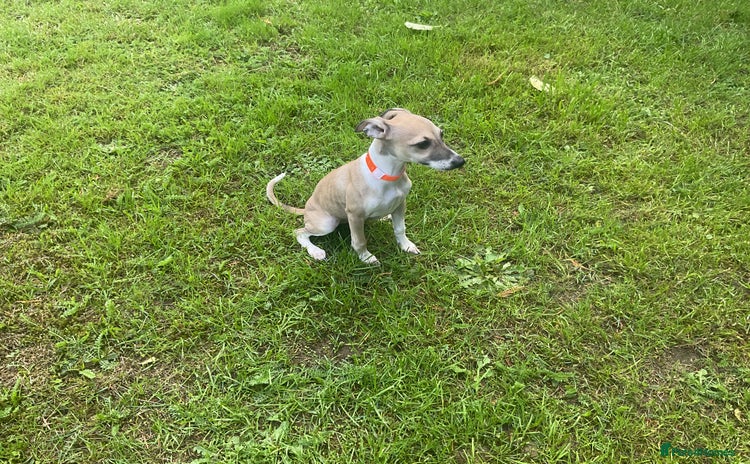 Italian Greyhound dogs - Advert 15