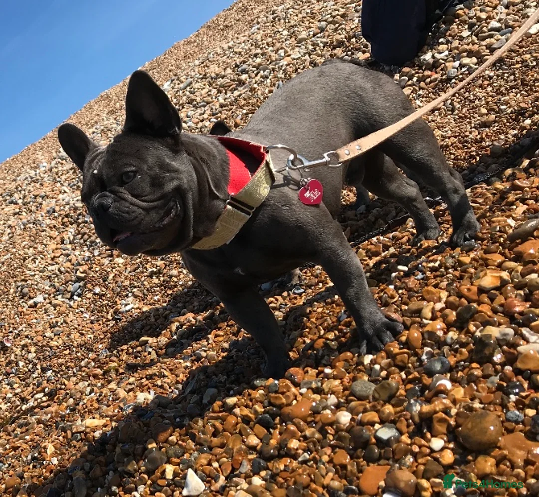 French Bulldog dogs for stud: Blue french bulldog stud boy package deal in Basildon - Advert 6