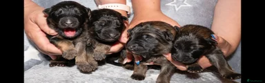 German Shepherd Puppy 1