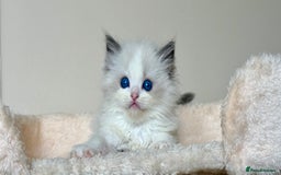 Ragdoll cats for sale: 3 blue bicolour boys  - Image 11